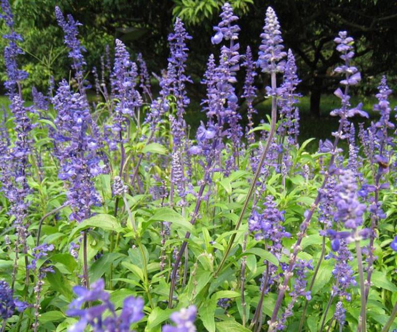 蓝花鼠尾草种子多年生园林景观种子工程庭院花卉四季易种