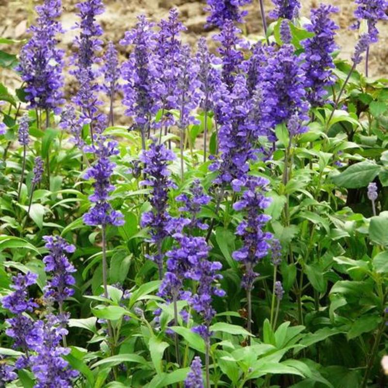 蓝花鼠尾草种子多年生园林景观种子工程庭院花卉四季易种