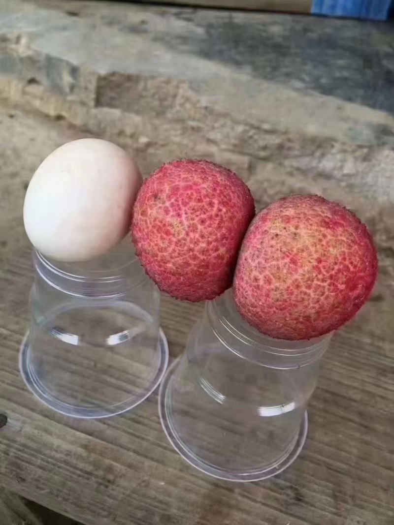 无核荔枝苗