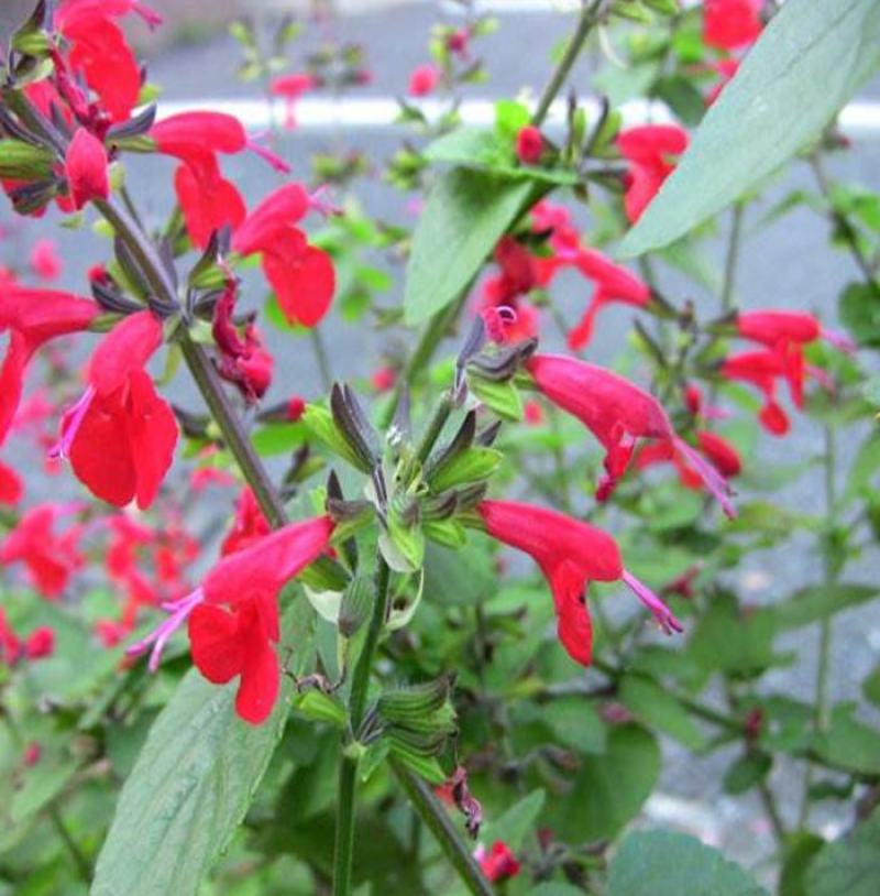 蓝花鼠尾草种子多年生园林景观种子工程庭院花卉四季易种