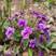 紫花地丁种子多年生花种子野堇菜花籽四季易活地被覆绿