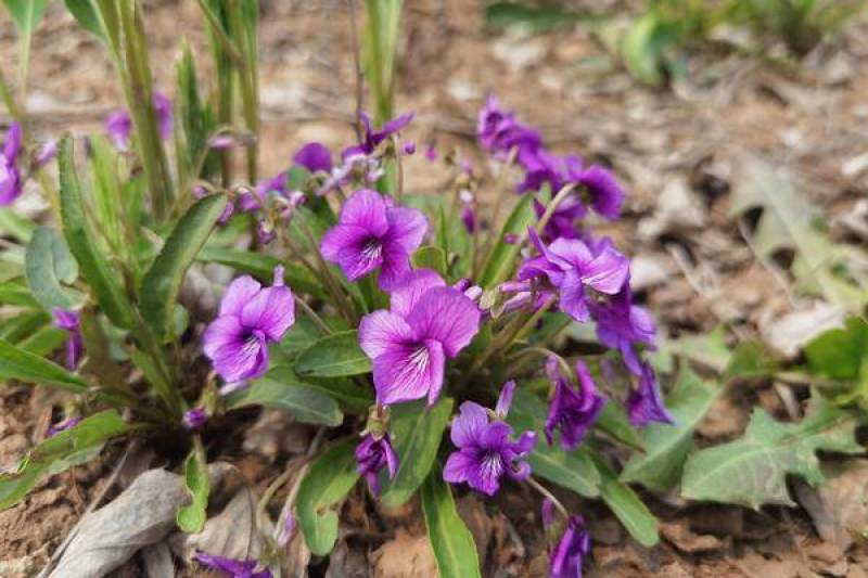紫花地丁种子多年生花种子野堇菜花籽四季易活地被覆绿