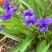 紫花地丁种子多年生花种子野堇菜花籽四季易活地被覆绿