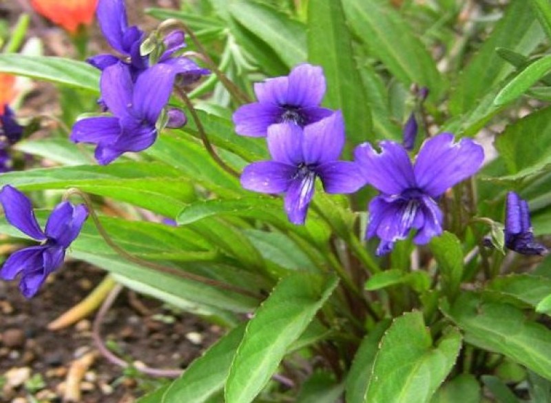 紫花地丁种子多年生花种子野堇菜花籽四季易活地被覆绿