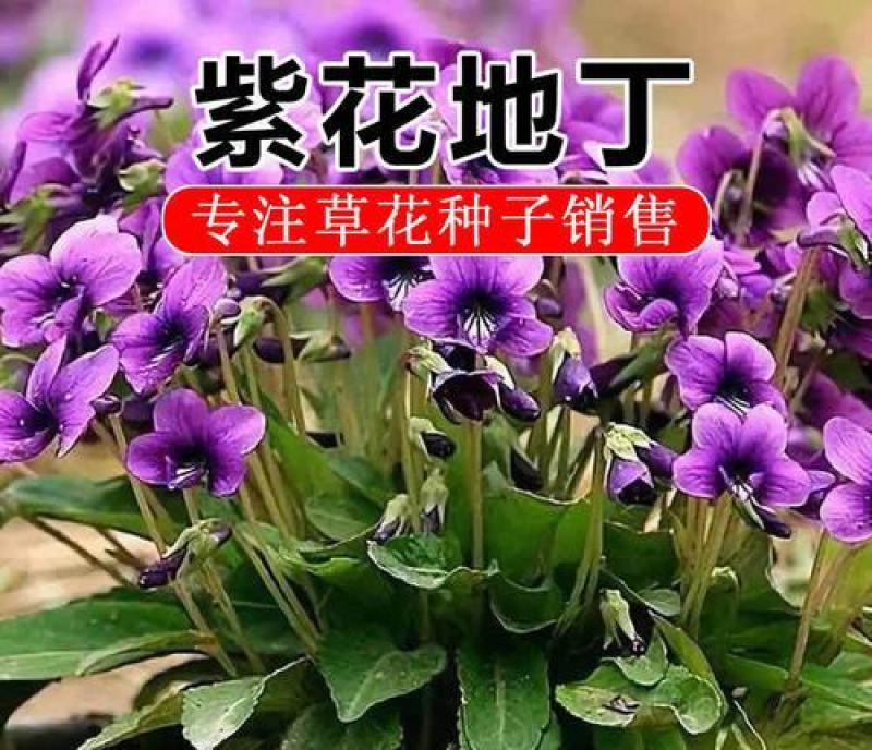 紫花地丁种子多年生花种子野堇菜花籽四季易活地被覆绿