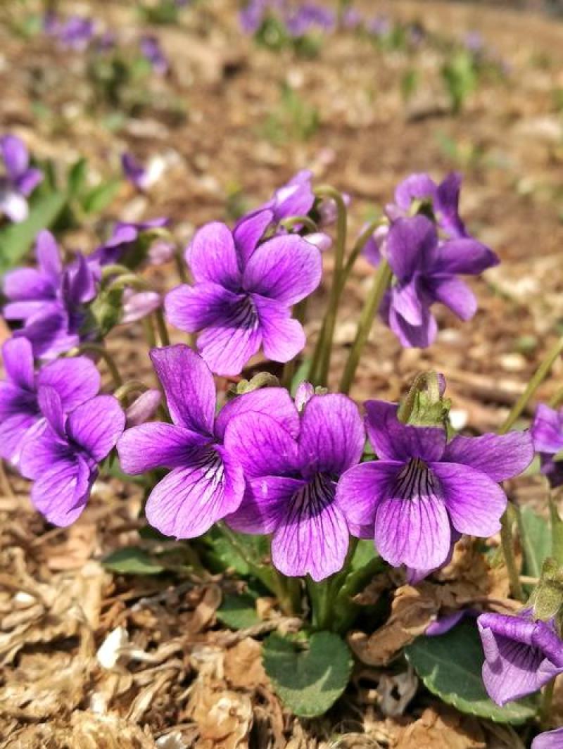 紫花地丁种子多年生花种子野堇菜花籽四季易活地被覆绿