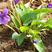 紫花地丁种子多年生花种子野堇菜花籽四季易活地被覆绿