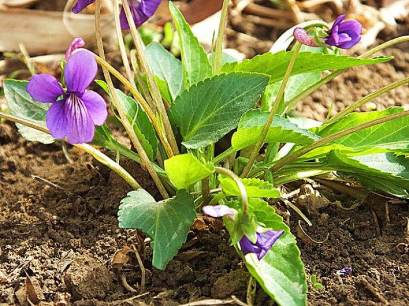 紫花地丁种子多年生花种子野堇菜花籽四季易活地被覆绿