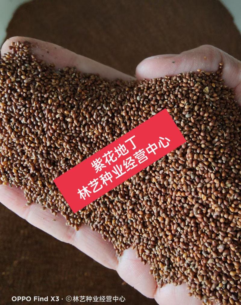 紫花地丁种子多年生花种子野堇菜花籽四季易活地被覆绿