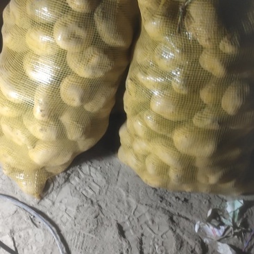 甘肃土豆