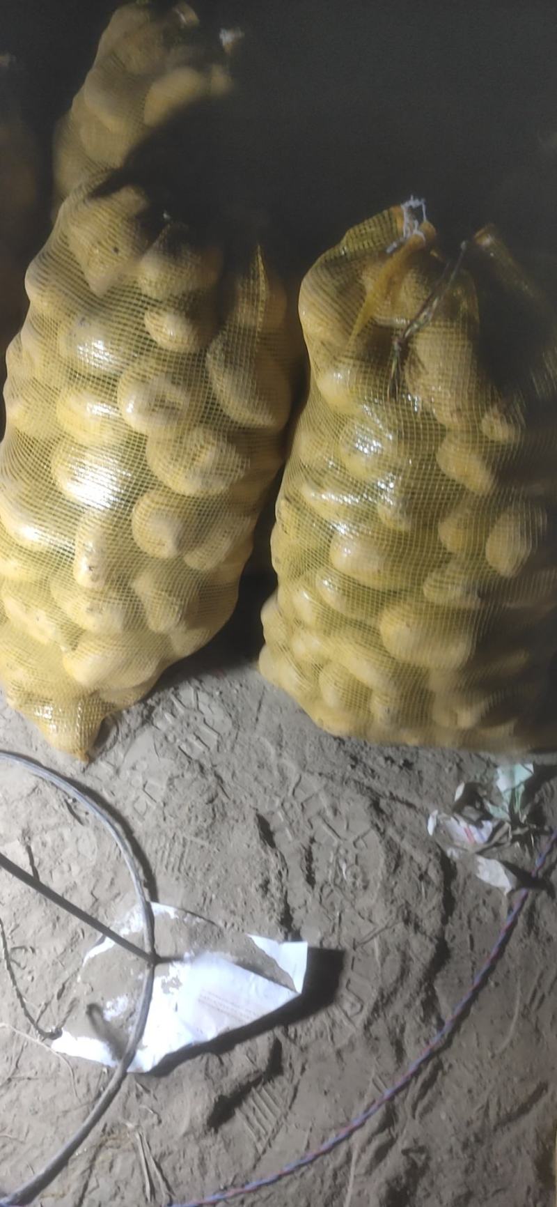 甘肃土豆