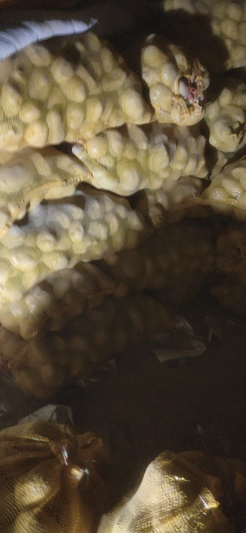 甘肃土豆