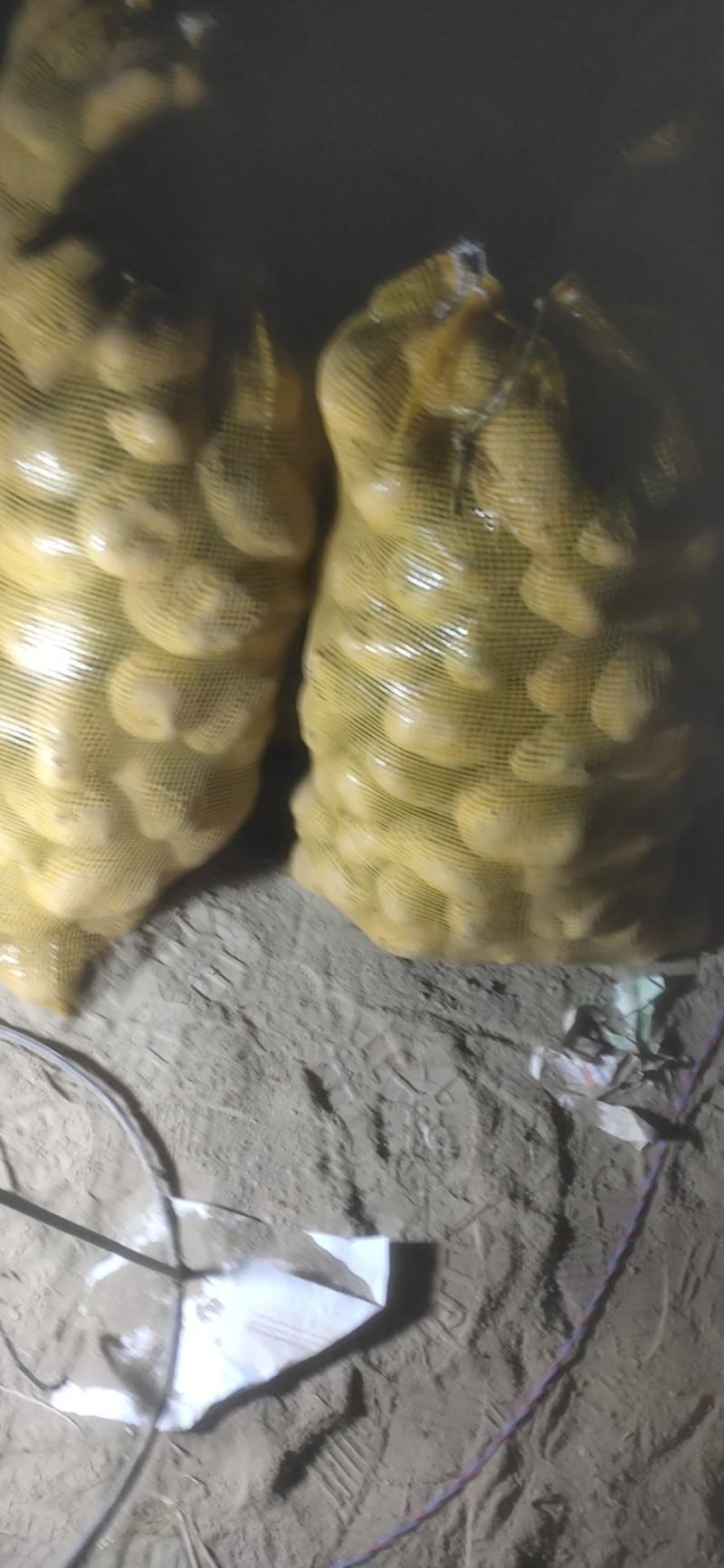 甘肃土豆