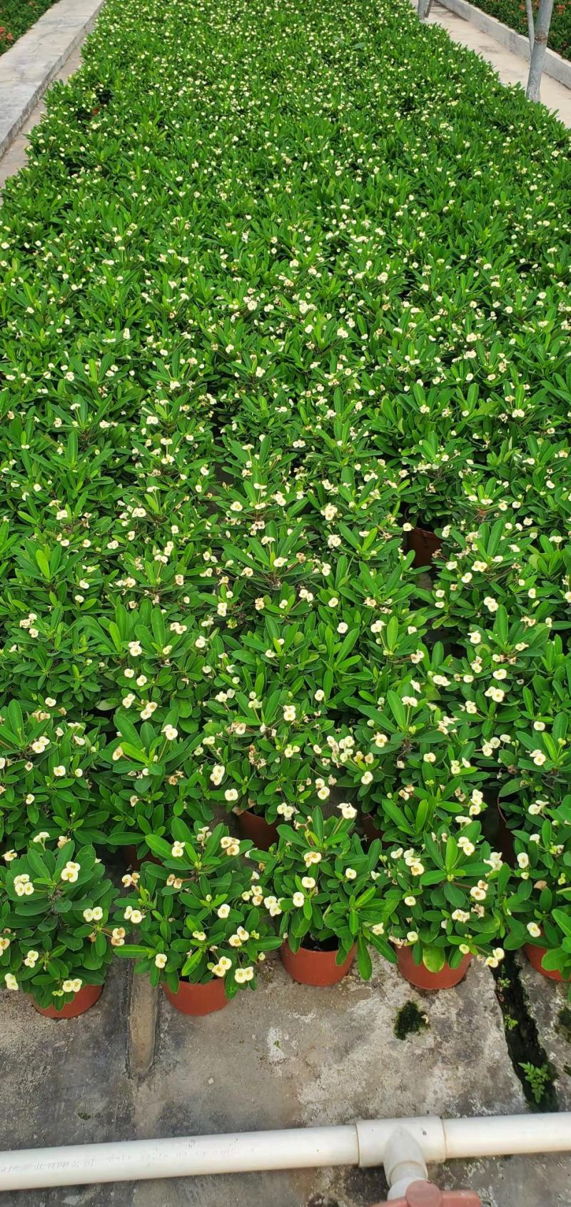 铁海棠又名虎刺梅基地直供90规格120规格混色装花期长