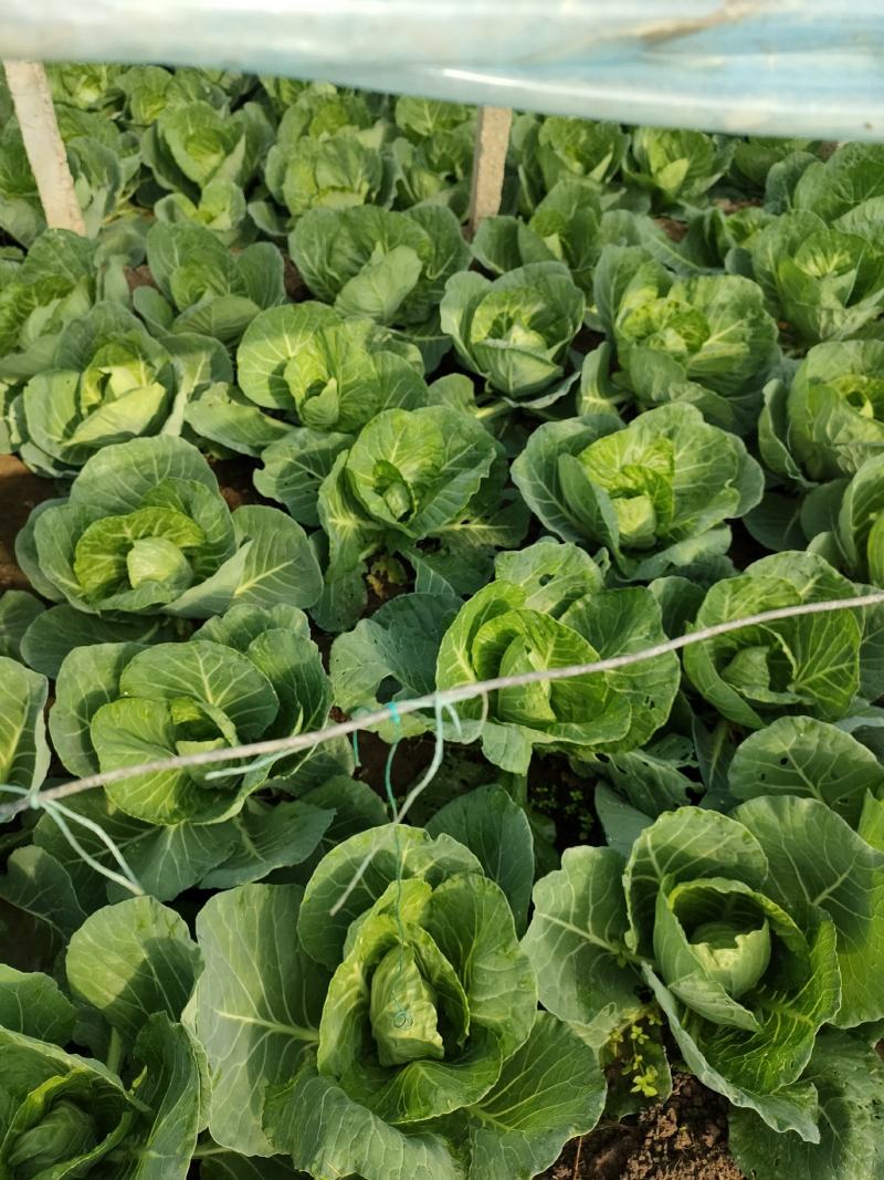 唐山市滦南县大棚中甘甘蓝陆续大量上市中。型好色正耐运输。