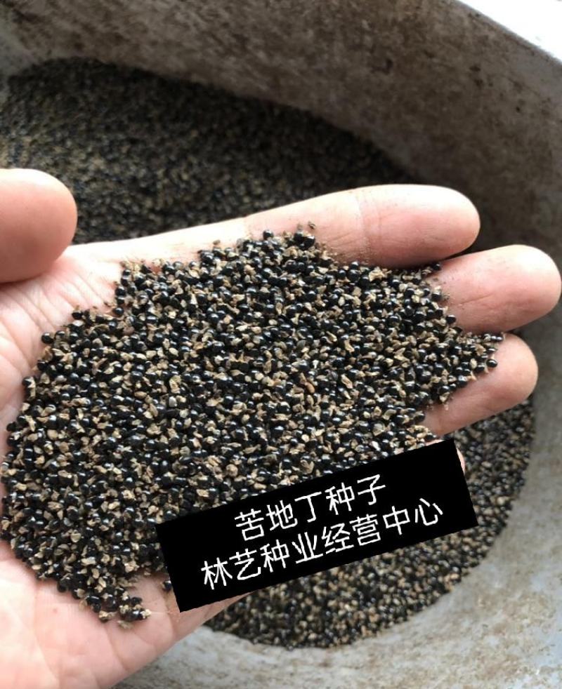 优质苦地丁种子地丁草籽药材河北产地苦地丁药材绿化种子种籽