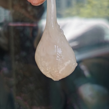 章鱼蛋