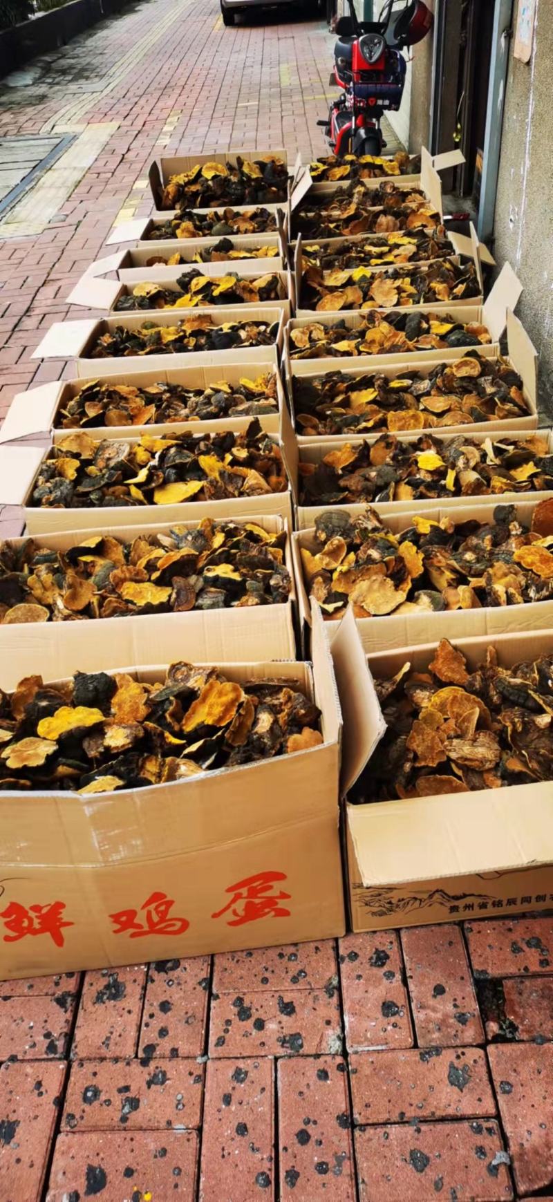 西藏金边桑树桑黄灵芝50克以上30年+500克1斤起发