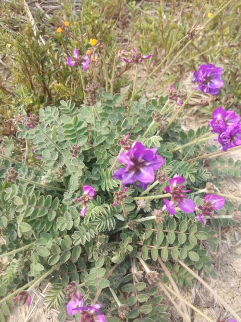 紫花地丁种子
