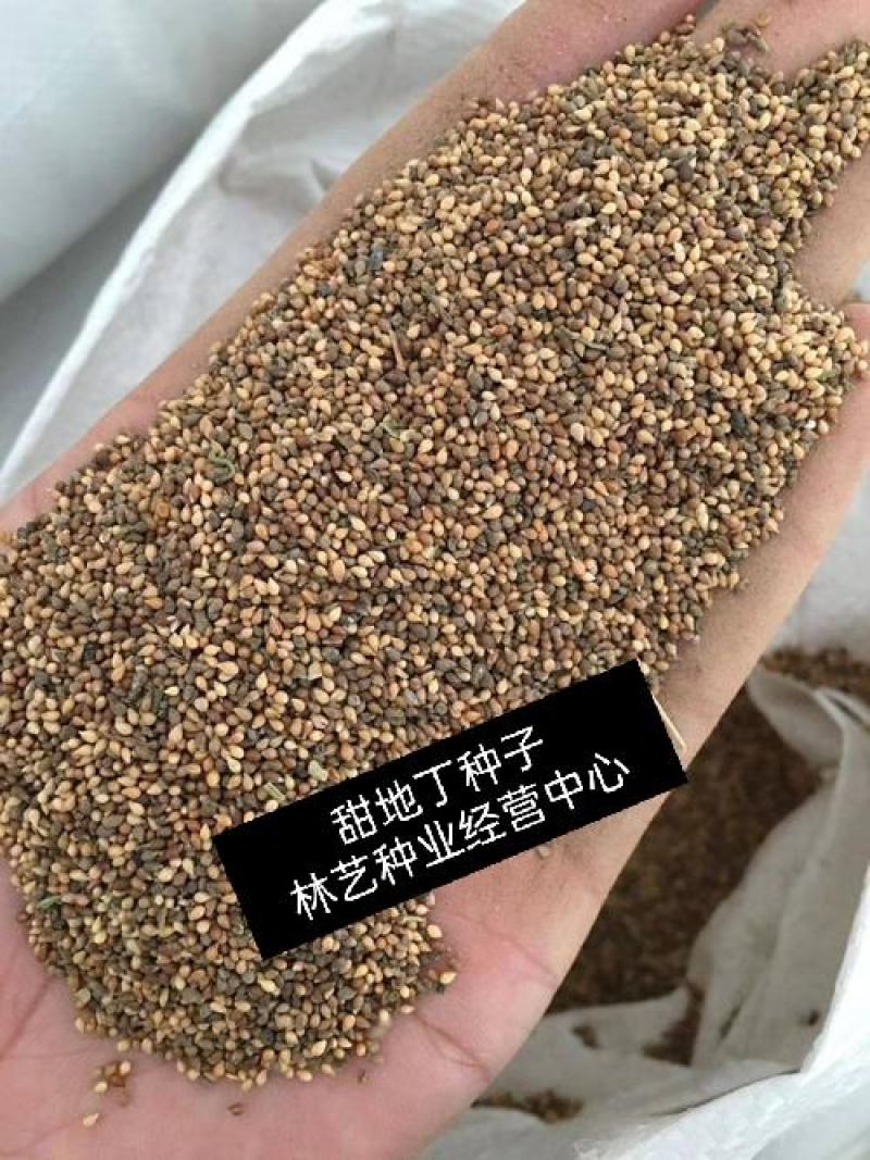 紫花地丁种子