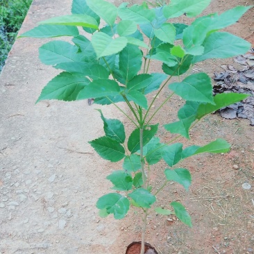 紫花风铃树木苗基地直销
