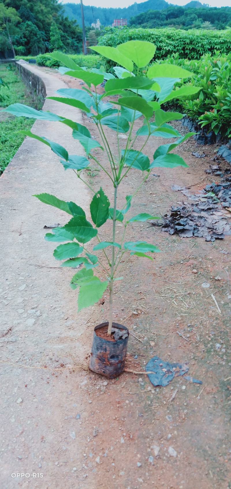 紫花风铃树木苗基地直销