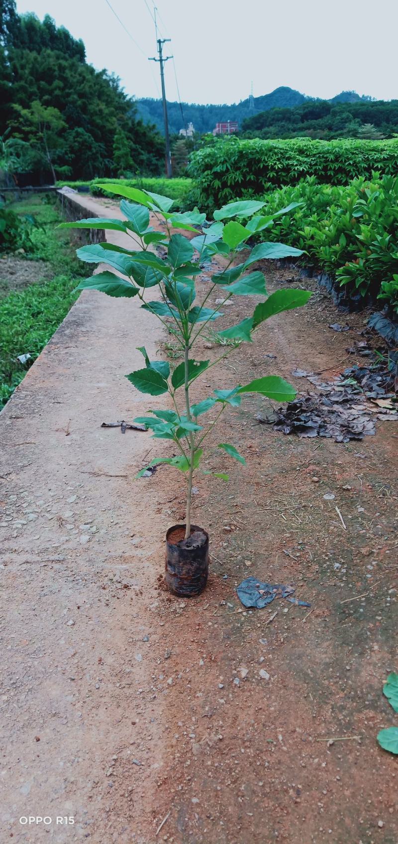 紫花风铃树木苗基地直销