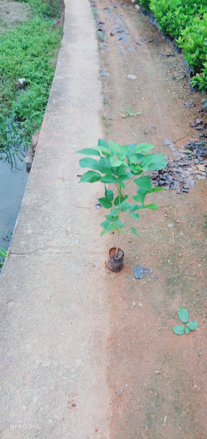 紫花风铃树木苗基地直销