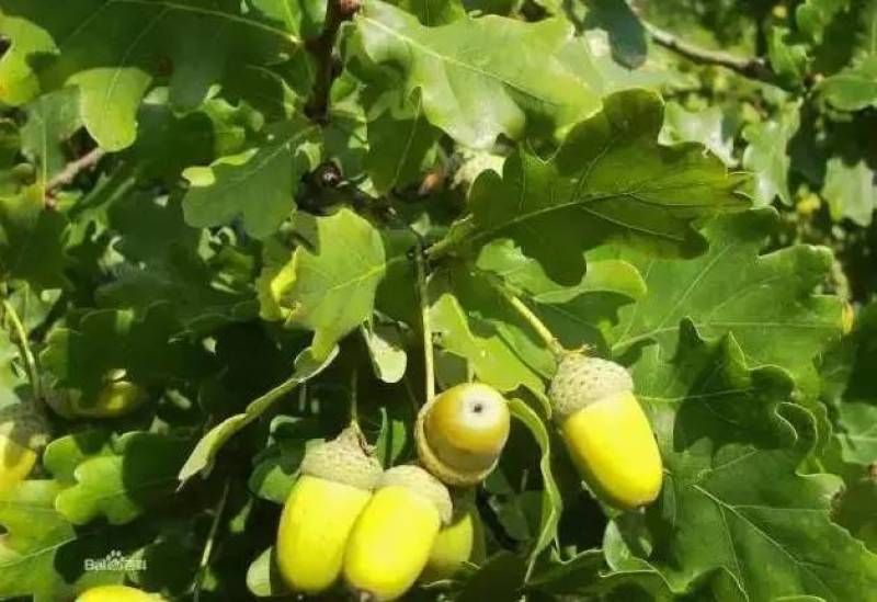 橡树橡树种子橡子橡子树种子红栎种子蒙古栎种子栓皮栎种子