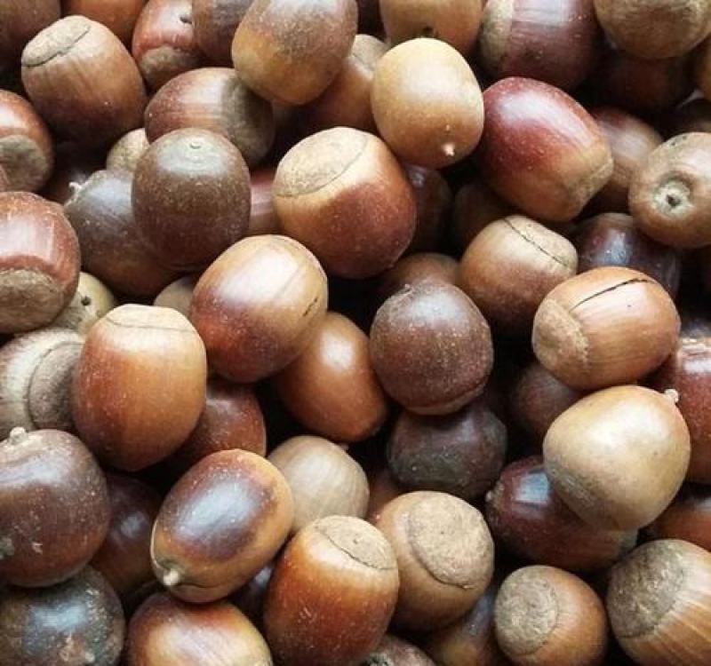 橡树橡树种子橡子橡子树种子红栎种子蒙古栎种子栓皮栎种子