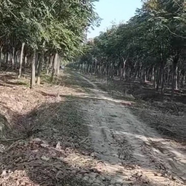黄山栾树