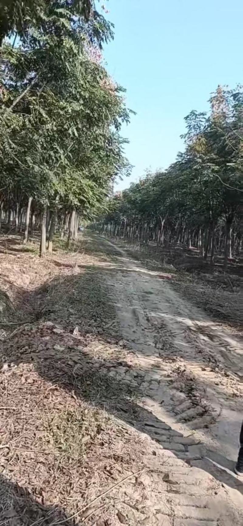 黄山栾树