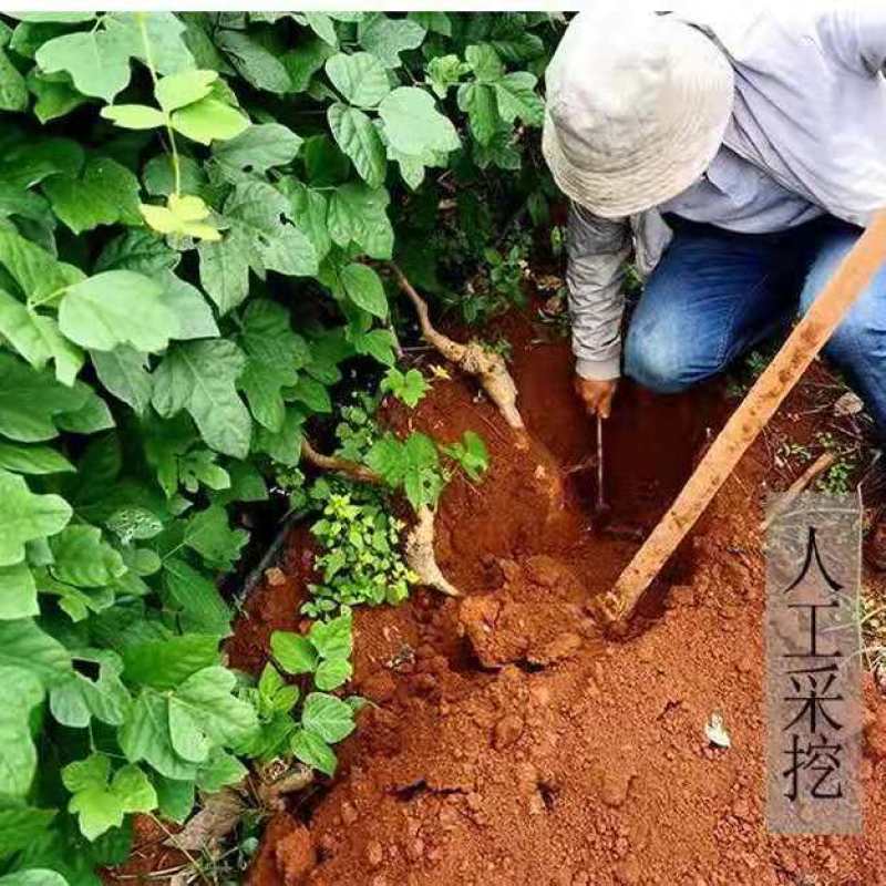 粉葛根丁野生葛根葛根块无硫葛根农家葛根粉块解酒茶