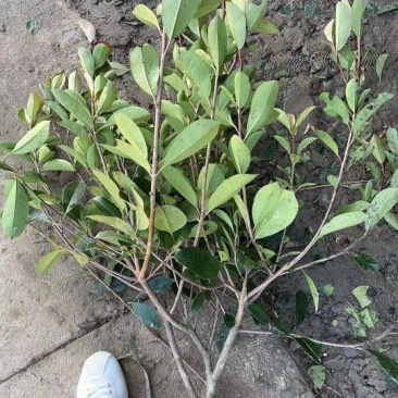 红叶石楠中毛球