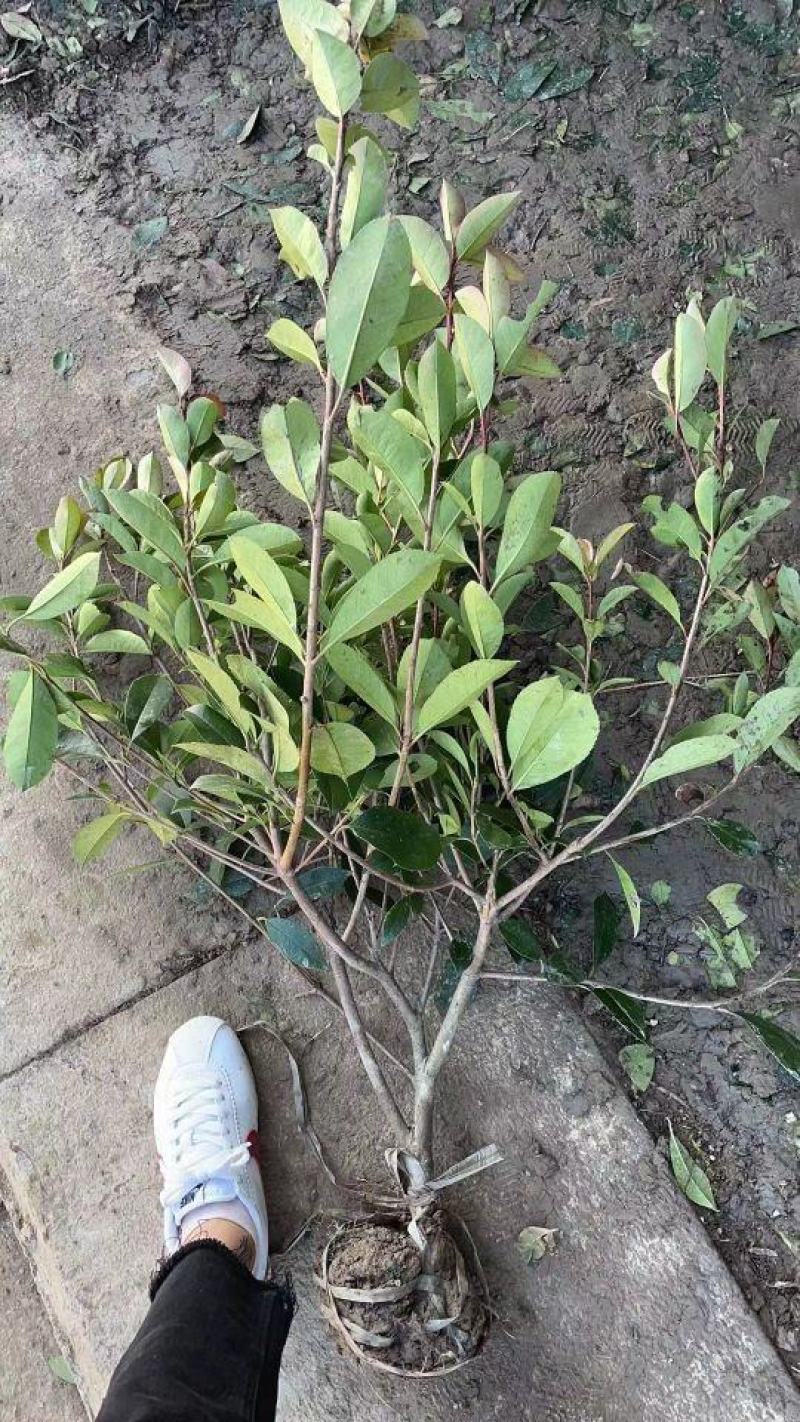 红叶石楠中毛球