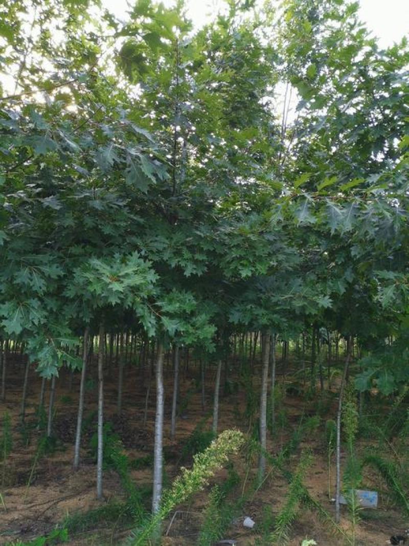 正宗娜塔栎种子新采娜塔栎种子彩叶树风景树橡树种子