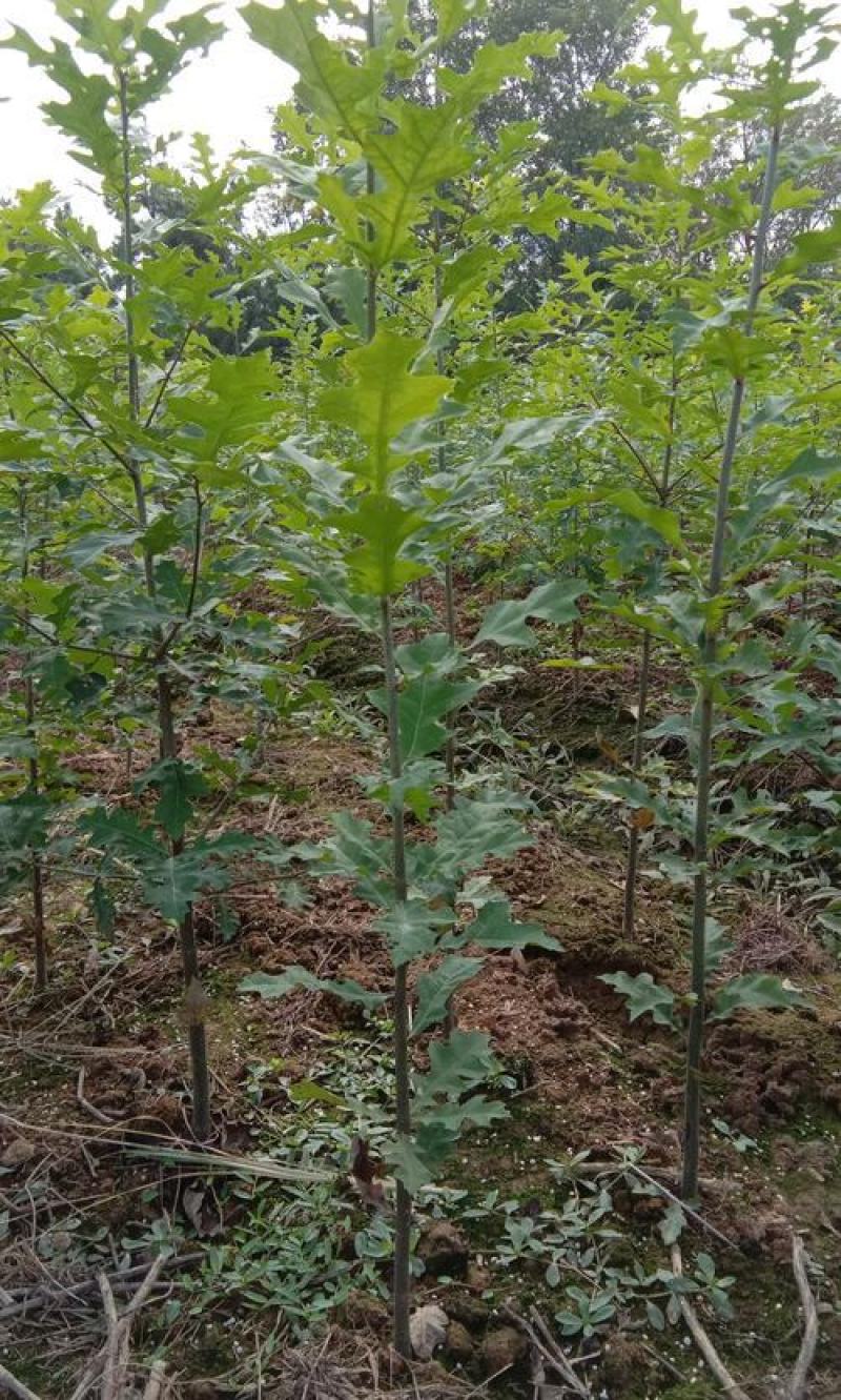 正宗娜塔栎种子新采娜塔栎种子彩叶树风景树橡树种子