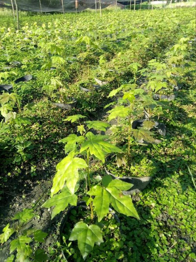 正宗娜塔栎种子新采娜塔栎种子彩叶树风景树橡树种子