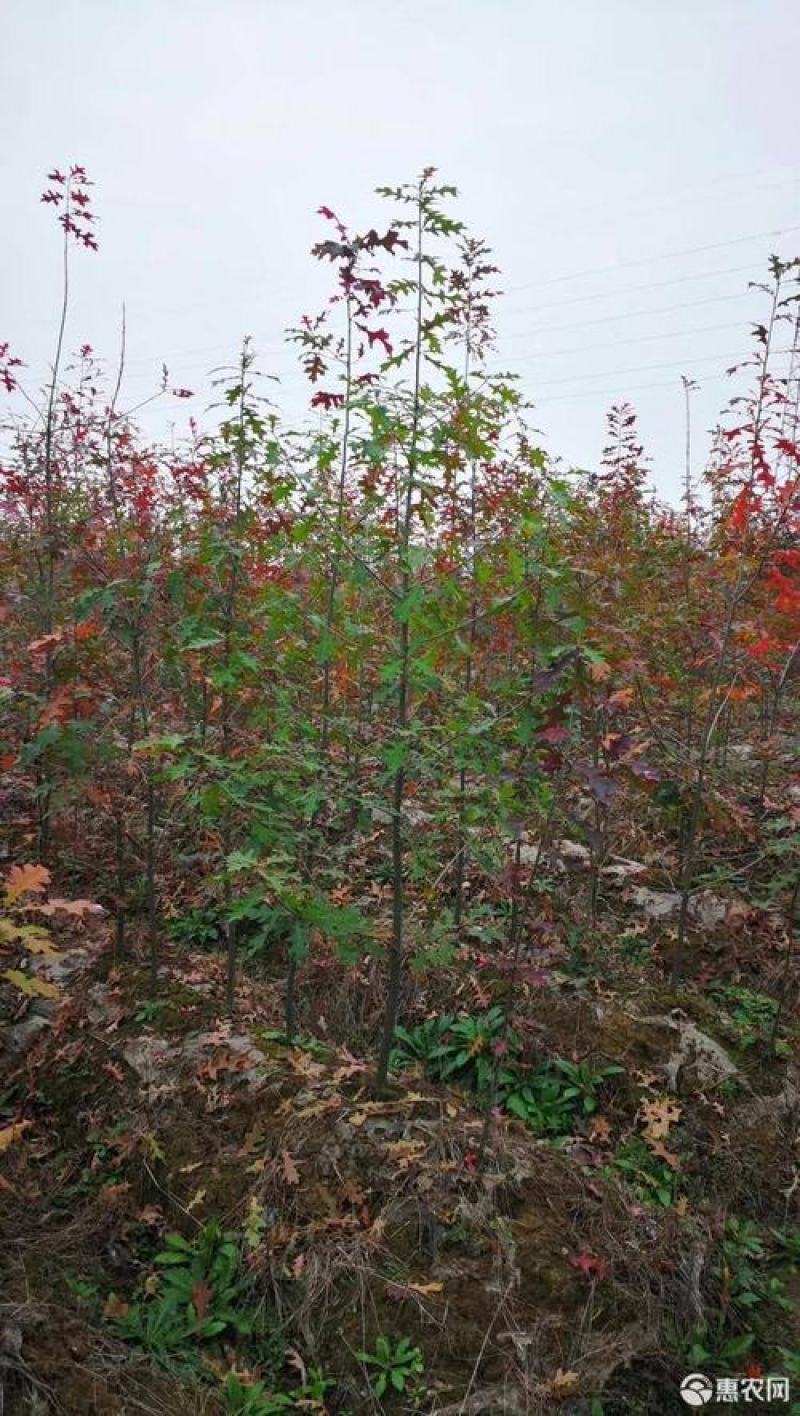 正宗娜塔栎种子新采娜塔栎种子彩叶树风景树橡树种子