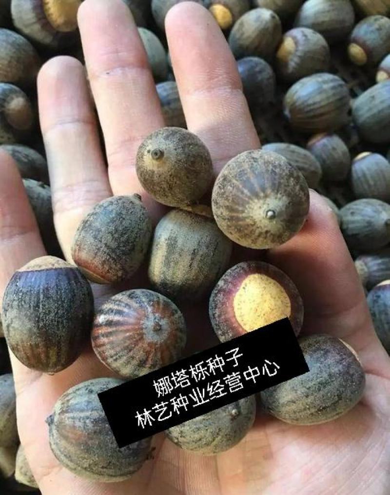 正宗娜塔栎种子新采娜塔栎种子彩叶树风景树橡树种子
