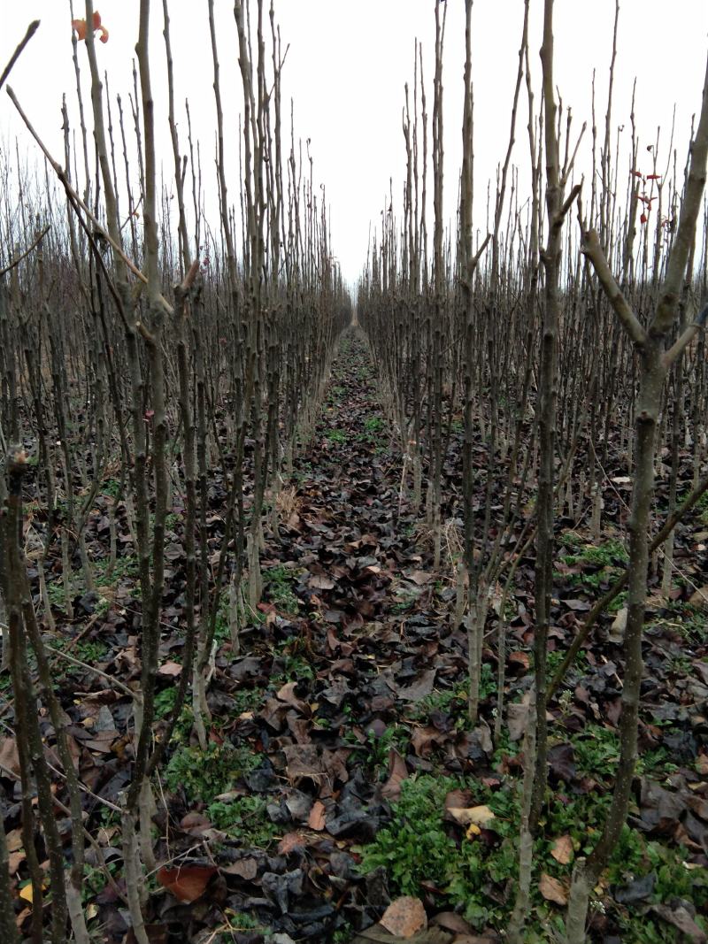 秋月梨树苗皮薄无渣糖度高基地直销保证品种纯度
