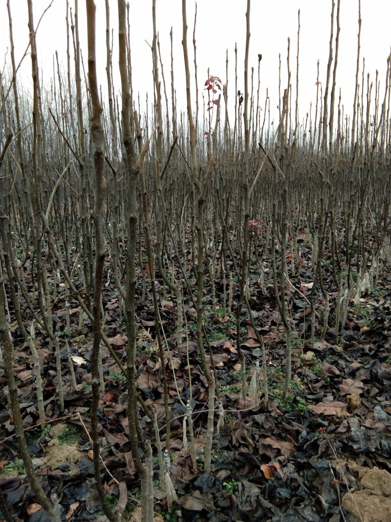 秋月梨树苗皮薄无渣糖度高基地直销保证品种纯度