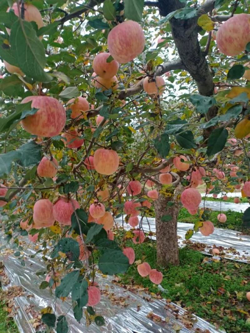 高原纸袋儿红富士苹果，颜色漂亮诱人，纹路清晰鲜亮，货很美