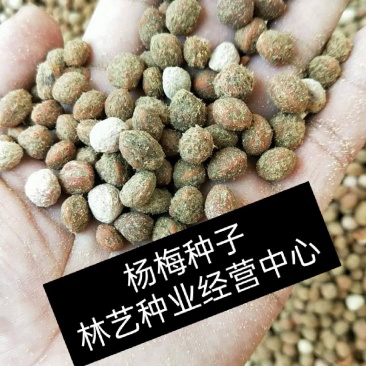 杨梅种子易种水果蔬菜种子东魁杨梅种子家庭盆栽地栽水果树种