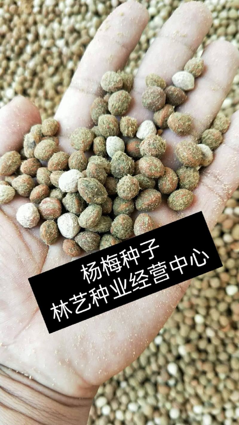 杨梅种子易种水果蔬菜种子东魁杨梅种子家庭盆栽地栽水果树种