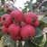 大金星山楂，棉球，大五棱，切片果，打浆果，商品果，糖葫芦