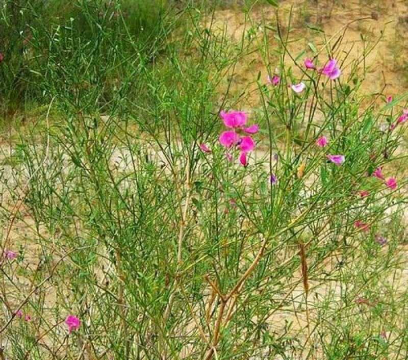 多年生新采花棒种子花棒灌木种子牛羊饲料牧草种子