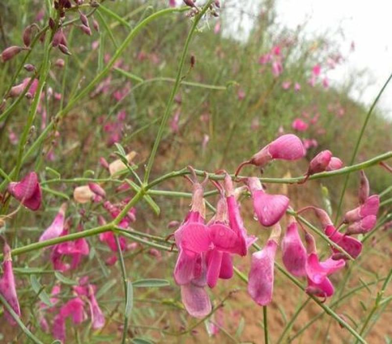 多年生新采花棒种子花棒灌木种子牛羊饲料牧草种子