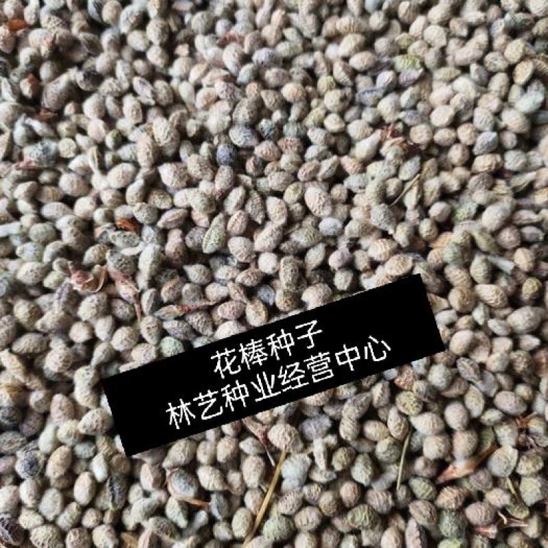 多年生新采花棒种子花棒灌木种子牛羊饲料牧草种子