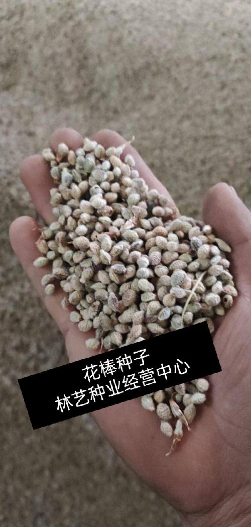 多年生新采花棒种子花棒灌木种子牛羊饲料牧草种子